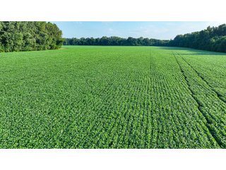 Property photo 39 - LAND AUCTION - 819+/-ACRES OFFERED IN 13 TRACTS IN KNOX COUNTY INDIANA