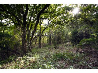 Property photo 9 - COURT ORDERED GARVIN COUNTY LAND AUCTION - 153+/- ACRES, OFFERED IN 4 TRACTS - LINDSAY, OK