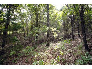 Property photo 12 - COURT ORDERED GARVIN COUNTY LAND AUCTION - 153+/- ACRES, OFFERED IN 4 TRACTS - LINDSAY, OK