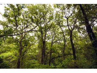 Property photo 17 - COURT ORDERED GARVIN COUNTY LAND AUCTION - 153+/- ACRES, OFFERED IN 4 TRACTS - LINDSAY, OK