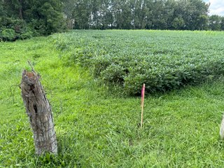 Property photo 7 - LAND AUCTION - 185+/- ACRES OFFERED IN 3 TRACTS IN MONTGOMERY COUNTY, INDIANA