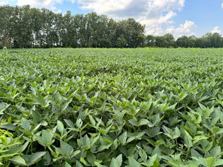 Property photo 5 - LAND AUCTION - 185+/- ACRES OFFERED IN 3 TRACTS IN MONTGOMERY COUNTY, INDIANA