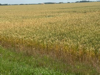Property photo 47 - LAND AUCTION - 160+/- ACRES OFFERED IN 6 TRACTS IN ALLEN COUNTY INDIANA
