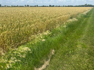 Property photo 56 - LAND AUCTION - 160+/- ACRES OFFERED IN 6 TRACTS IN ALLEN COUNTY INDIANA