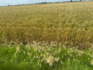 Property photo 58 - LAND AUCTION - 160+/- ACRES OFFERED IN 6 TRACTS IN ALLEN COUNTY INDIANA