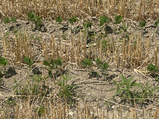 Property photo 20 - LAND AUCTION - 160+/- ACRES OFFERED IN 6 TRACTS IN ALLEN COUNTY INDIANA