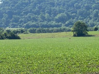 Property photo 17 - REAL ESTATE AUCTION - 238+/- ACRES OFFERED IN 7 TRACTS IN DEARBORN COUNTY INDIANA