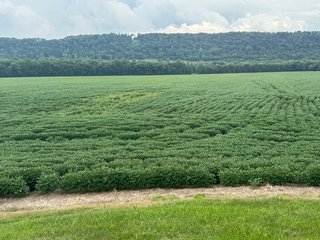 Property photo 98 - REAL ESTATE AUCTION - 238+/- ACRES OFFERED IN 7 TRACTS IN DEARBORN COUNTY INDIANA