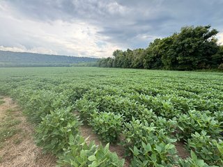 Property photo 100 - REAL ESTATE AUCTION - 238+/- ACRES OFFERED IN 7 TRACTS IN DEARBORN COUNTY INDIANA