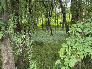 Property photo 138 - REAL ESTATE AUCTION - 238+/- ACRES OFFERED IN 7 TRACTS IN DEARBORN COUNTY INDIANA