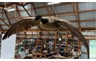 Property photo 68 - TIMED ONLINE ONLY PERSONAL PROPERTY AUCTION IN DEFIANCE COUNTY, OHIO