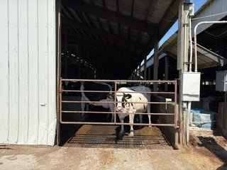 Freestall Barns - FARMLAND AUCTION -747.5+/-ACRES OFFERED IN 11 TRACTS IN FRANKLIN COUNTY, WASHINGTON