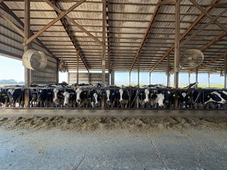 Freestall Barns - FARMLAND AUCTION -747.5+/-ACRES OFFERED IN 11 TRACTS IN FRANKLIN COUNTY, WASHINGTON