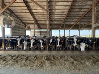 Freestall Barns - FARMLAND AUCTION -747.5+/-ACRES OFFERED IN 11 TRACTS IN FRANKLIN COUNTY, WASHINGTON
