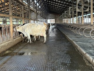Freestall Barns - FARMLAND AUCTION -747.5+/-ACRES OFFERED IN 11 TRACTS IN FRANKLIN COUNTY, WASHINGTON