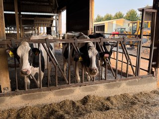 Freestall Barns - FARMLAND AUCTION -747.5+/-ACRES OFFERED IN 11 TRACTS IN FRANKLIN COUNTY, WASHINGTON