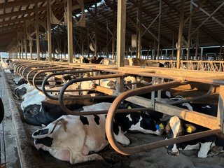 Freestall Barns - FARMLAND AUCTION -747.5+/-ACRES OFFERED IN 11 TRACTS IN FRANKLIN COUNTY, WASHINGTON