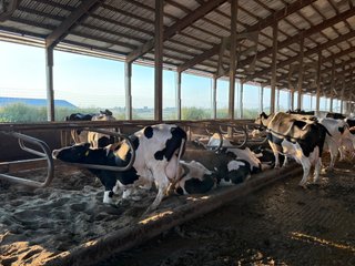 Freestall Barns - FARMLAND AUCTION -747.5+/-ACRES OFFERED IN 11 TRACTS IN FRANKLIN COUNTY, WASHINGTON