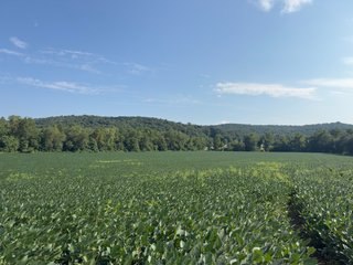 Property photo 19 - IMPORTANT LAND AUCTION - 343+/- ACRES OFFERED IN 6 TRACTS IN PIKE COUNTY, OHIO