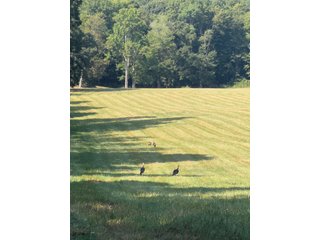 Property photo 29 - IMPORTANT LAND AUCTION - 343+/- ACRES OFFERED IN 6 TRACTS IN PIKE COUNTY, OHIO