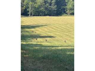 Property photo 30 - IMPORTANT LAND AUCTION - 343+/- ACRES OFFERED IN 6 TRACTS IN PIKE COUNTY, OHIO