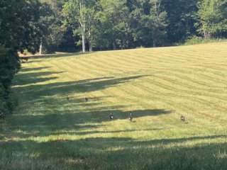 Property photo 31 - IMPORTANT LAND AUCTION - 343+/- ACRES OFFERED IN 6 TRACTS IN PIKE COUNTY, OHIO