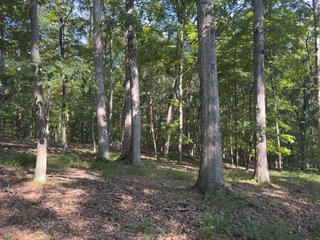 Property photo 35 - IMPORTANT LAND AUCTION - 343+/- ACRES OFFERED IN 6 TRACTS IN PIKE COUNTY, OHIO