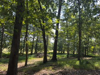 Property photo 37 - IMPORTANT LAND AUCTION - 343+/- ACRES OFFERED IN 6 TRACTS IN PIKE COUNTY, OHIO