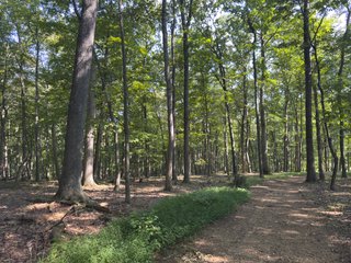 Property photo 39 - IMPORTANT LAND AUCTION - 343+/- ACRES OFFERED IN 6 TRACTS IN PIKE COUNTY, OHIO