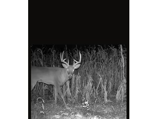 Property photo 31 - REAL ESTATE AUCTION - 240+/-ACRES OFFERED IN 6 TRACTS IN JASPER COUNTY, INDIANA