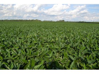 Property photo 30 - REAL ESTATE AUCTION - 240+/-ACRES OFFERED IN 6 TRACTS IN JASPER COUNTY, INDIANA