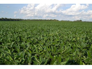Property photo 29 - REAL ESTATE AUCTION - 240+/-ACRES OFFERED IN 6 TRACTS IN JASPER COUNTY, INDIANA
