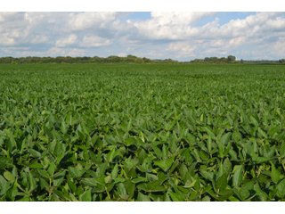 Property photo 1 - REAL ESTATE AUCTION - 240+/-ACRES OFFERED IN 6 TRACTS IN JASPER COUNTY, INDIANA