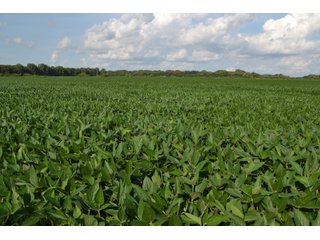 Property photo 28 - REAL ESTATE AUCTION - 240+/-ACRES OFFERED IN 6 TRACTS IN JASPER COUNTY, INDIANA