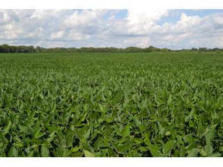 Property photo 27 - REAL ESTATE AUCTION - 240+/-ACRES OFFERED IN 6 TRACTS IN JASPER COUNTY, INDIANA