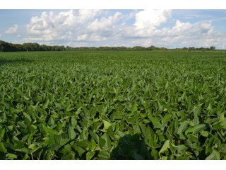 Property photo 26 - REAL ESTATE AUCTION - 240+/-ACRES OFFERED IN 6 TRACTS IN JASPER COUNTY, INDIANA