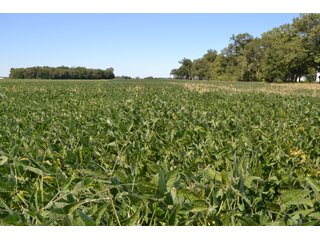 Property photo 33 - REAL ESTATE AUCTION - 240+/-ACRES OFFERED IN 6 TRACTS IN JASPER COUNTY, INDIANA
