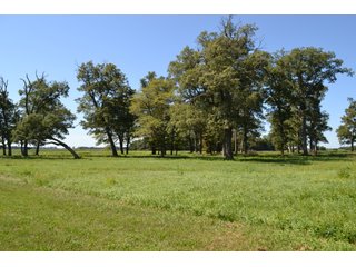 Property photo 34 - REAL ESTATE AUCTION - 240+/-ACRES OFFERED IN 6 TRACTS IN JASPER COUNTY, INDIANA