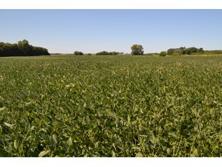 Property photo 38 - REAL ESTATE AUCTION - 240+/-ACRES OFFERED IN 6 TRACTS IN JASPER COUNTY, INDIANA