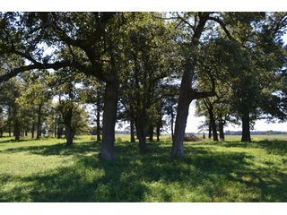 Property photo 40 - REAL ESTATE AUCTION - 240+/-ACRES OFFERED IN 6 TRACTS IN JASPER COUNTY, INDIANA