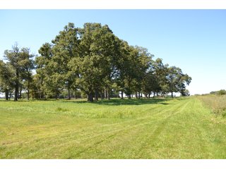 Property photo 41 - REAL ESTATE AUCTION - 240+/-ACRES OFFERED IN 6 TRACTS IN JASPER COUNTY, INDIANA