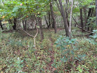 Property photo 46 - REAL ESTATE AUCTION - 240+/-ACRES OFFERED IN 6 TRACTS IN JASPER COUNTY, INDIANA