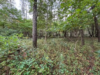 Property photo 48 - REAL ESTATE AUCTION - 240+/-ACRES OFFERED IN 6 TRACTS IN JASPER COUNTY, INDIANA