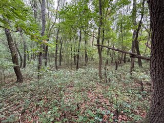 Property photo 49 - REAL ESTATE AUCTION - 240+/-ACRES OFFERED IN 6 TRACTS IN JASPER COUNTY, INDIANA