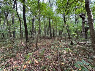 Property photo 51 - REAL ESTATE AUCTION - 240+/-ACRES OFFERED IN 6 TRACTS IN JASPER COUNTY, INDIANA