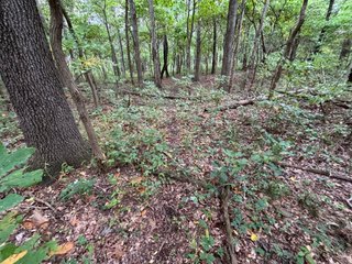 Property photo 52 - REAL ESTATE AUCTION - 240+/-ACRES OFFERED IN 6 TRACTS IN JASPER COUNTY, INDIANA