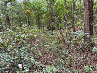 Property photo 53 - REAL ESTATE AUCTION - 240+/-ACRES OFFERED IN 6 TRACTS IN JASPER COUNTY, INDIANA