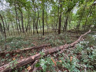 Property photo 54 - REAL ESTATE AUCTION - 240+/-ACRES OFFERED IN 6 TRACTS IN JASPER COUNTY, INDIANA