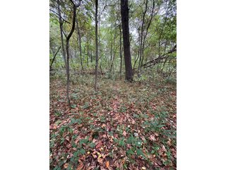 Property photo 55 - REAL ESTATE AUCTION - 240+/-ACRES OFFERED IN 6 TRACTS IN JASPER COUNTY, INDIANA