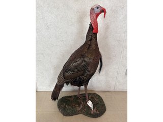 Property photo 25 - TIMED ONLINE ONLY PERSONAL PROPERTY AUCTION IN STEUBEN COUNTY, INDIANA